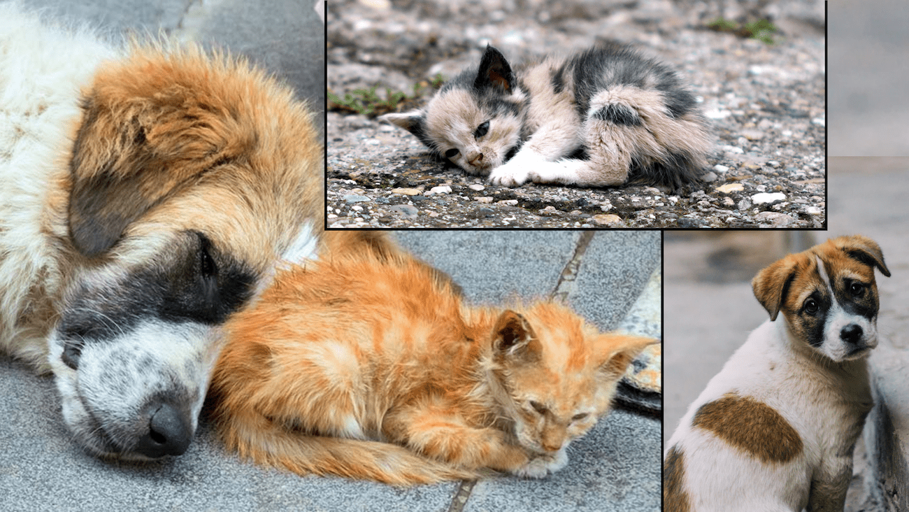 help-stray-animals-survive-in-the-world-bonitatem